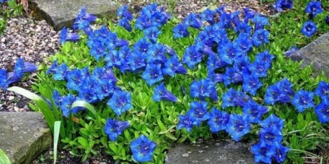 Gentian koch (bez stabljike): fotografija i opis